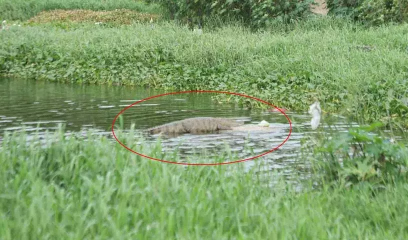 चैतन्यपुरी में मगरमच्छ के हमले से स्थानीय लोग दहशत में चैतन्यपुरी में मगरमच्छ के हमले से स्थानीय लोग दहशत में