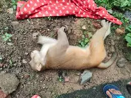 Auraiya: बंदर की मौत पर विद्युत विभाग की जिम्मेदारी पर विवाद Auraiya: बंदर की मौत पर विद्युत विभाग की जिम्मेदारी पर विवाद