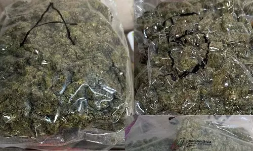 मुंबई कस्टम्स ने 8 करोड़ की हाइड्रोपोनिक वीड जब्त की, बैंकॉक से आए 4 यात्री गिरफ्तार