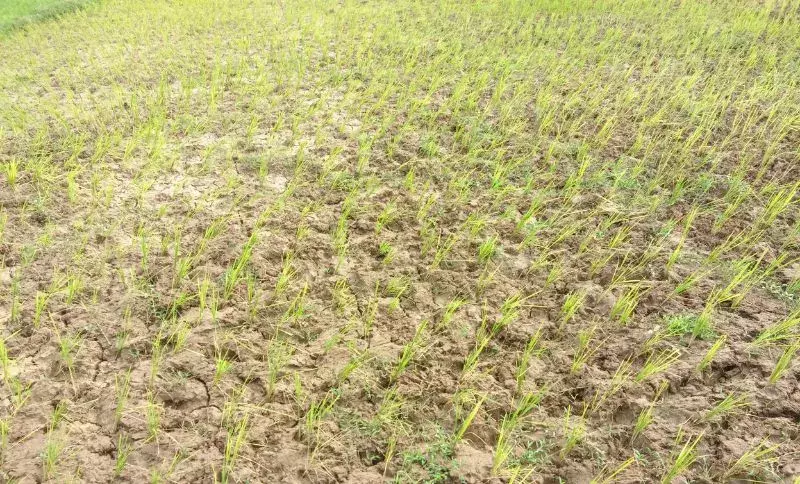 Assam में सूखे की स्थिति से निपटने के लिए कार्यकारी आदेश जारी Assam में सूखे की स्थिति से निपटने के लिए कार्यकारी आदेश जारी