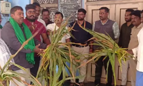 जंगली सूअरों द्वारा फसलों को नुकसान; मुआवजे की मांग को लेकर प्रदर्शन