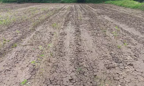सामान्य से दोगुनी बारिश: फसलों को नुकसान सामान्य से दोगुनी बारिश: फसलों को नुकसान