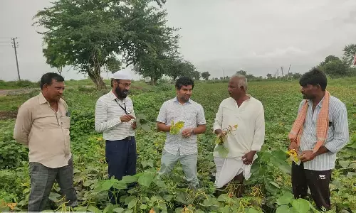 Navalgund : नाम की फसल में पीला रोग; नियंत्रण हेतु सलाह