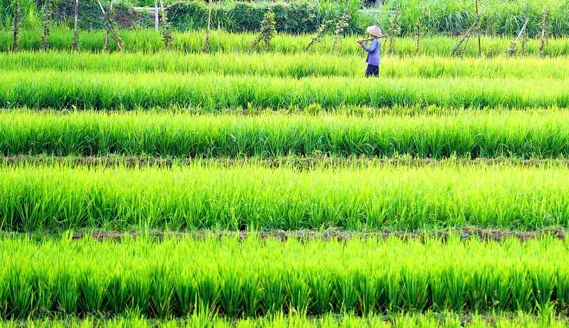 Tripura के किसानों को पीएम-किसान योजना में 45.43 करोड़ रुपये की राहत Tripura के किसानों को पीएम-किसान योजना में 45.43 करोड़ रुपये की राहत