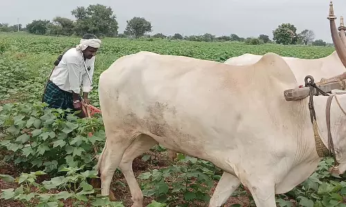 Karnataka : बादल छाए रहने से कपास की फसल रोग से प्रभावित Karnataka : बादल छाए रहने से कपास की फसल रोग से प्रभावित