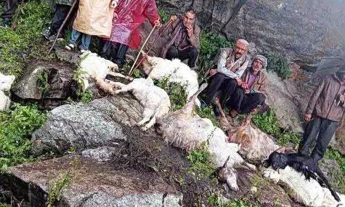 Boh Valley में बिजली गिरने से 120 पशुओं की मौत