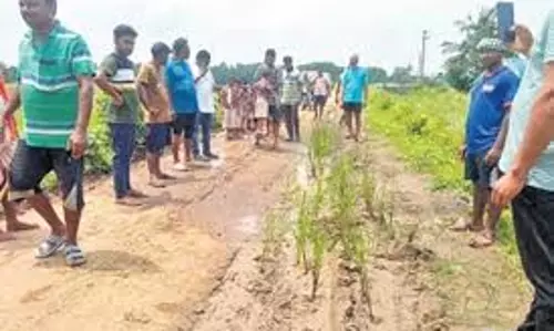 वायनाड में अधूरे सड़क मार्ग पर फसल उगाकर निवासियों ने विलंबित सड़क निर्माण का विरोध वायनाड में अधूरे सड़क मार्ग पर फसल उगाकर निवासियों ने विलंबित सड़क निर्माण का विरोध