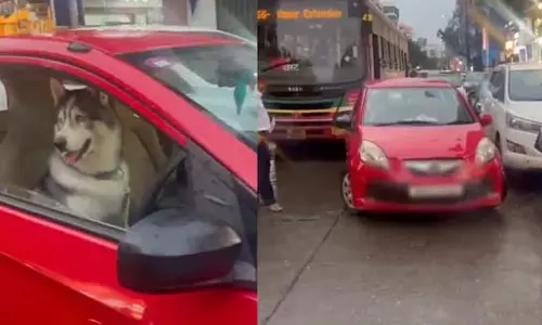 मुंबई में ट्रैफिक जाम का नया कारण, ड्राइवर की सीट पर हस्की
