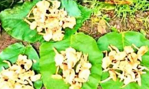 Goa में जंगली मशरूम पर प्रतिबंध से परंपरा और संरक्षण के बीच टकराव Goa में जंगली मशरूम पर प्रतिबंध से परंपरा और संरक्षण के बीच टकराव