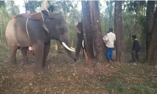दूसरे हाथी को पकड़ने की अनुमति नहीं - वन विभाग दूसरे हाथी को पकड़ने की अनुमति नहीं - वन विभाग