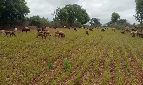 बारिश की कमी: केसर की फसल भेड़ों का भोजन बनी बारिश की कमी: केसर की फसल भेड़ों का भोजन बनी