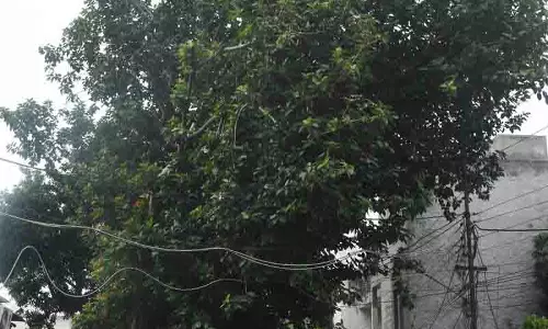 Ludhiana: शहर में खराब हालत में पेड़ सार्वजनिक सुरक्षा के लिए खतरा