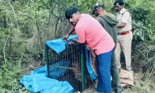 Telangana: मोइनाबाद के फ़ॉरेस्ट ट्रेक पार्क में तेंदुआ पकड़ा गया Telangana: मोइनाबाद के फ़ॉरेस्ट ट्रेक पार्क में तेंदुआ पकड़ा गया