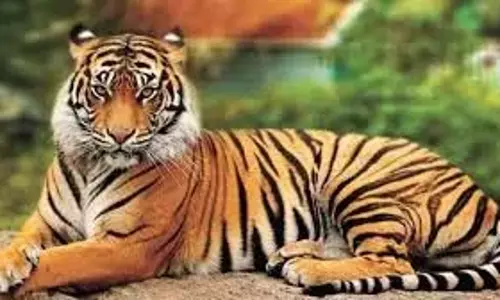 NSTR में शिकारियों के जाल में फँसने वाला T132F पहला बाघ नहीं