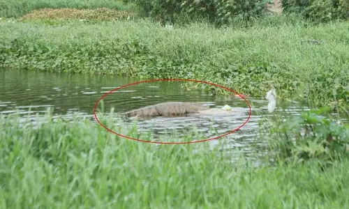 चैतन्यपुरी में मगरमच्छ के हमले से स्थानीय लोग दहशत में