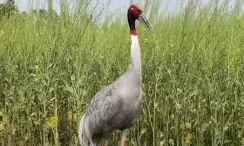 Auraiya: सारस पक्षी पर बंदरों का हमला, समय पर पहुंचा वन विभाग