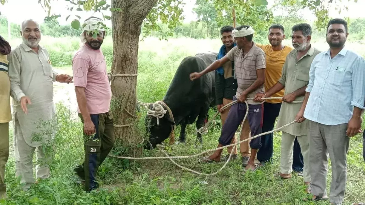 Punjab: आवारा सांड का कहर, बुजुर्ग भाइयों पर हमला – एक की मौत, दूसरा गंभीर