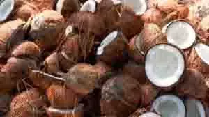 dharm: नारियल को क्यों माना जाता है खास, जानिए इसका धार्मिक महत्व dharm: नारियल को क्यों माना जाता है खास, जानिए इसका धार्मिक महत्व