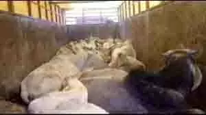 MP News: गौ तस्करी के खिलाफ ताबड़तोड़ कार्रवाई, वाहन से 12 गायें बरामद MP News: गौ तस्करी के खिलाफ ताबड़तोड़ कार्रवाई, वाहन से 12 गायें बरामद
