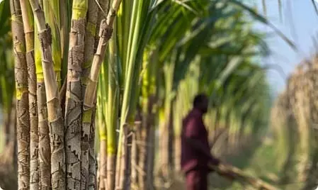 भारत का चीनी उत्पादन सालाना आधार पर 18 प्रतिशत बढ़ेगा, अगले सीजन में निर्यात 20 लाख टन तक पहुंचने की उम्मीद भारत का चीनी उत्पादन सालाना आधार पर 18 प्रतिशत बढ़ेगा, अगले सीजन में निर्यात 20 लाख टन तक पहुंचने की उम्मीद