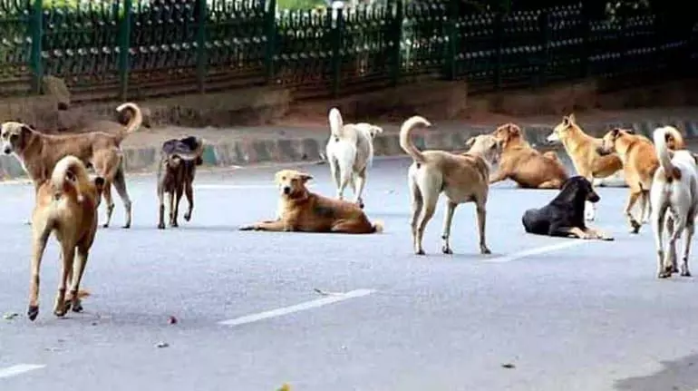Delhi सरकार आवारा कुत्तों को विशेष आश्रय स्थलों में स्थानांतरित करने पर विचार कर रही Delhi सरकार आवारा कुत्तों को विशेष आश्रय स्थलों में स्थानांतरित करने पर विचार कर रही
