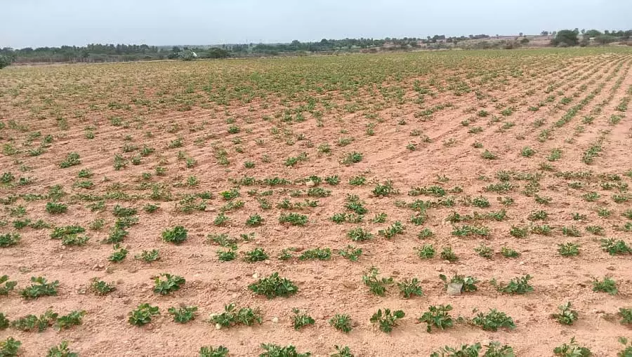 Chitradurga : 3 तालुकों में सूखा घोषित करने का दबाव Chitradurga : 3 तालुकों में सूखा घोषित करने का दबाव