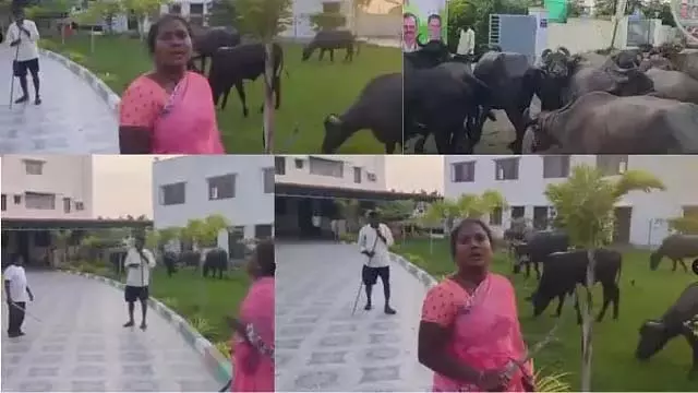 शेड गिराए जाने की पृष्ठभूमि; गुस्साए किसान दंपत्ति ने कांग्रेस विधायक के दफ्तर में भैंस बांधी शेड गिराए जाने की पृष्ठभूमि; गुस्साए किसान दंपत्ति ने कांग्रेस विधायक के दफ्तर में भैंस बांधी