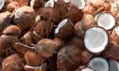 dharm: नारियल को क्यों माना जाता है खास, जानिए इसका धार्मिक महत्व