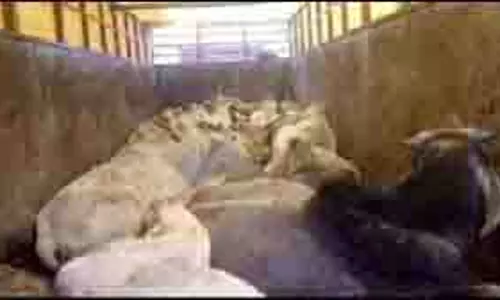 MP News: गौ तस्करी के खिलाफ ताबड़तोड़ कार्रवाई, वाहन से 12 गायें बरामद