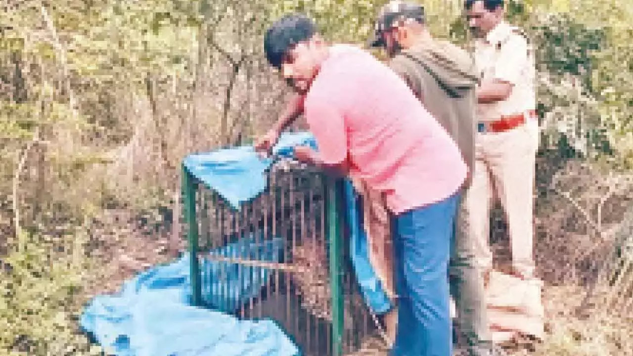 Telangana : मायावी तेंदुआ आखिरकार गांडीपेट के पास फंस गया Telangana : मायावी तेंदुआ आखिरकार गांडीपेट के पास फंस गया