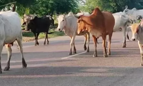 एसडीएम का आदेश, आवारा पशु छोड़ने वालों पर होगी कठोर कार्रवाई