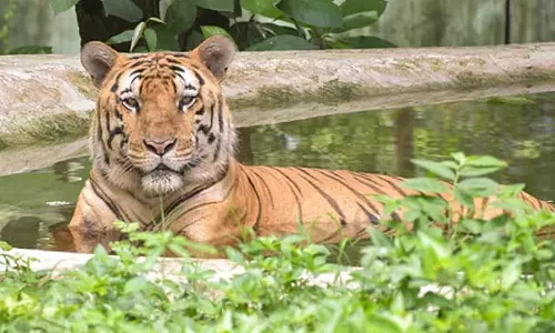 बाघ ने 4 साल के बच्चे को मार डाला: वालपराई में हड़कंप बाघ ने 4 साल के बच्चे को मार डाला: वालपराई में हड़कंप