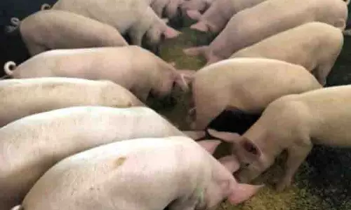पटियाला में ASF प्रकोप की सूचना, रोग को रोकने के लिए प्रतिबंध लगाए गए