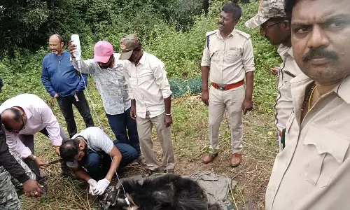 Ramnagar : थके हुए भालू को बचाया गया Ramnagar : थके हुए भालू को बचाया गया