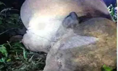 फसल बचाने किसान ने लगाया था करंट, हाथी की मौत फसल बचाने किसान ने लगाया था करंट, हाथी की मौत