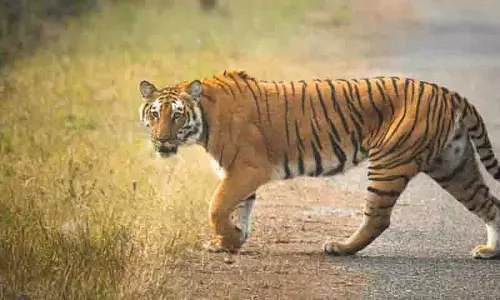 Asifabad बाघ ने मवेशियों को मारा, अधिकारियों ने सावधानी बरतने की सलाह दी