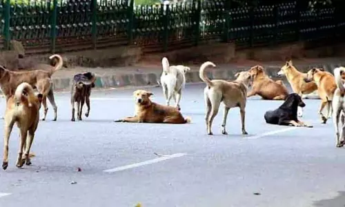 Delhi सरकार आवारा कुत्तों को विशेष आश्रय स्थलों में स्थानांतरित करने पर विचार कर रही