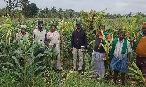 अरकलगुडु शिरायुक्त मक्का: सर्वेक्षण शुरू अरकलगुडु शिरायुक्त मक्का: सर्वेक्षण शुरू