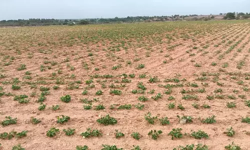 Chitradurga : 3 तालुकों में सूखा घोषित करने का दबाव