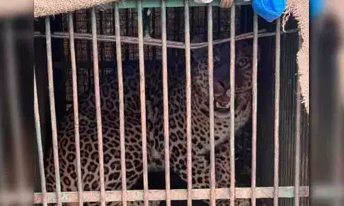 फॉरेस्ट ट्रेक पार्क में पकड़े गए तेंदुए को नलगोंडा के Kambalapalli जंगल में छोड़ा गया
