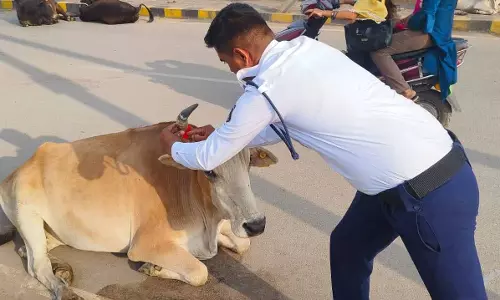 रायगढ़ पुलिस की विशेष पहल : मवेशियों की सुरक्षा के लिए रेडियम पट्टी पहनाने अभियान शुरू