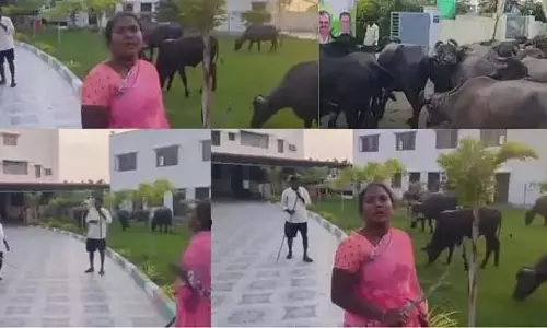 शेड गिराए जाने की पृष्ठभूमि; गुस्साए किसान दंपत्ति ने कांग्रेस विधायक के दफ्तर में भैंस बांधी शेड गिराए जाने की पृष्ठभूमि; गुस्साए किसान दंपत्ति ने कांग्रेस विधायक के दफ्तर में भैंस बांधी