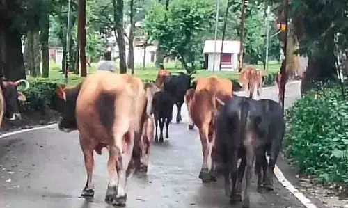 Palampur आवारा पशुओं की समस्या से जूझ रहा Palampur आवारा पशुओं की समस्या से जूझ रहा