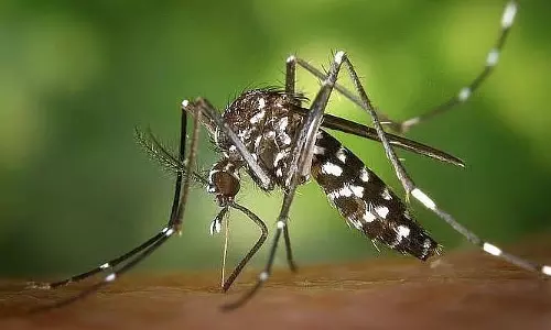 डेंगू-लेप्टोस्पायरोसिस बढ़े तो मुंबई में मच्छर प्रजनन पर लगाई रोक डेंगू-लेप्टोस्पायरोसिस बढ़े तो मुंबई में मच्छर प्रजनन पर लगाई रोक
