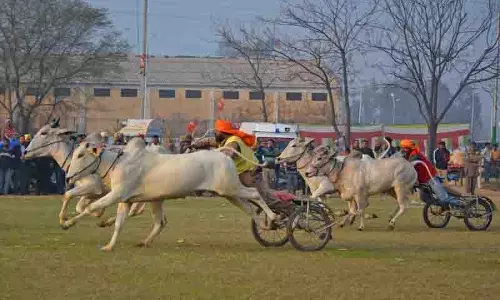 Ludhiana: बैलगाड़ी दौड़ की बहाली से जॉकी खुश Ludhiana: बैलगाड़ी दौड़ की बहाली से जॉकी खुश