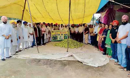 PAU फार्म एडवाइजरी सेंटर ने नाशपाती उत्पादकों के लिए फील्ड डे का आयोजन किया