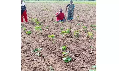 Govindthanda में भूमि विवाद के कारण कपास की फसल नष्ट Govindthanda में भूमि विवाद के कारण कपास की फसल नष्ट