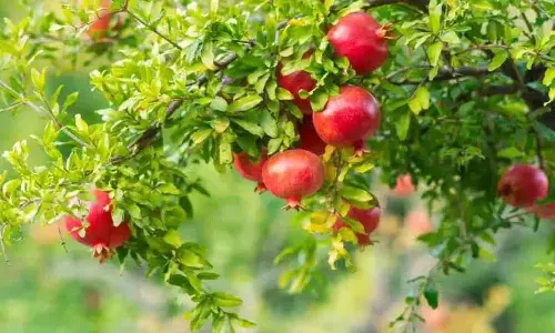 रोजाना अनार के पत्तों का पानी पीने के कई फायदे