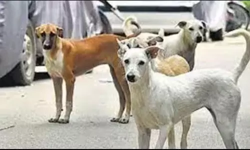 UP: सरकार ने पालतू जानवरों के लाइसेंसिंग नियमों में की कड़ी कार्रवाई