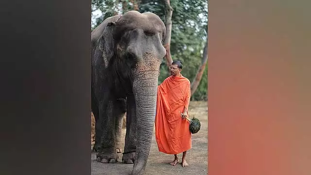 नंदनी मठ के हाथी अंबानी के स्वामित्व वाले अभयारण्य में चले गए; जैन समाज ने किया विरोध नंदनी मठ के हाथी अंबानी के स्वामित्व वाले अभयारण्य में चले गए; जैन समाज ने किया विरोध